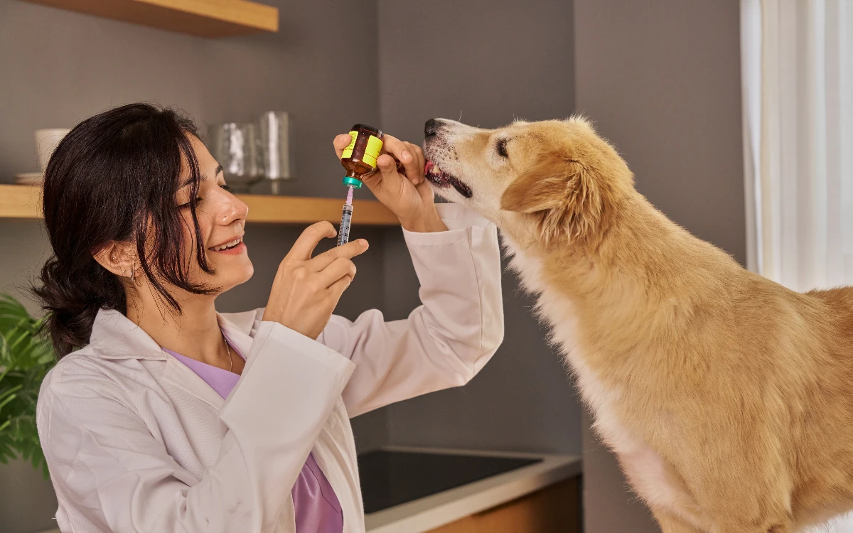 A veterinarian treating a dog