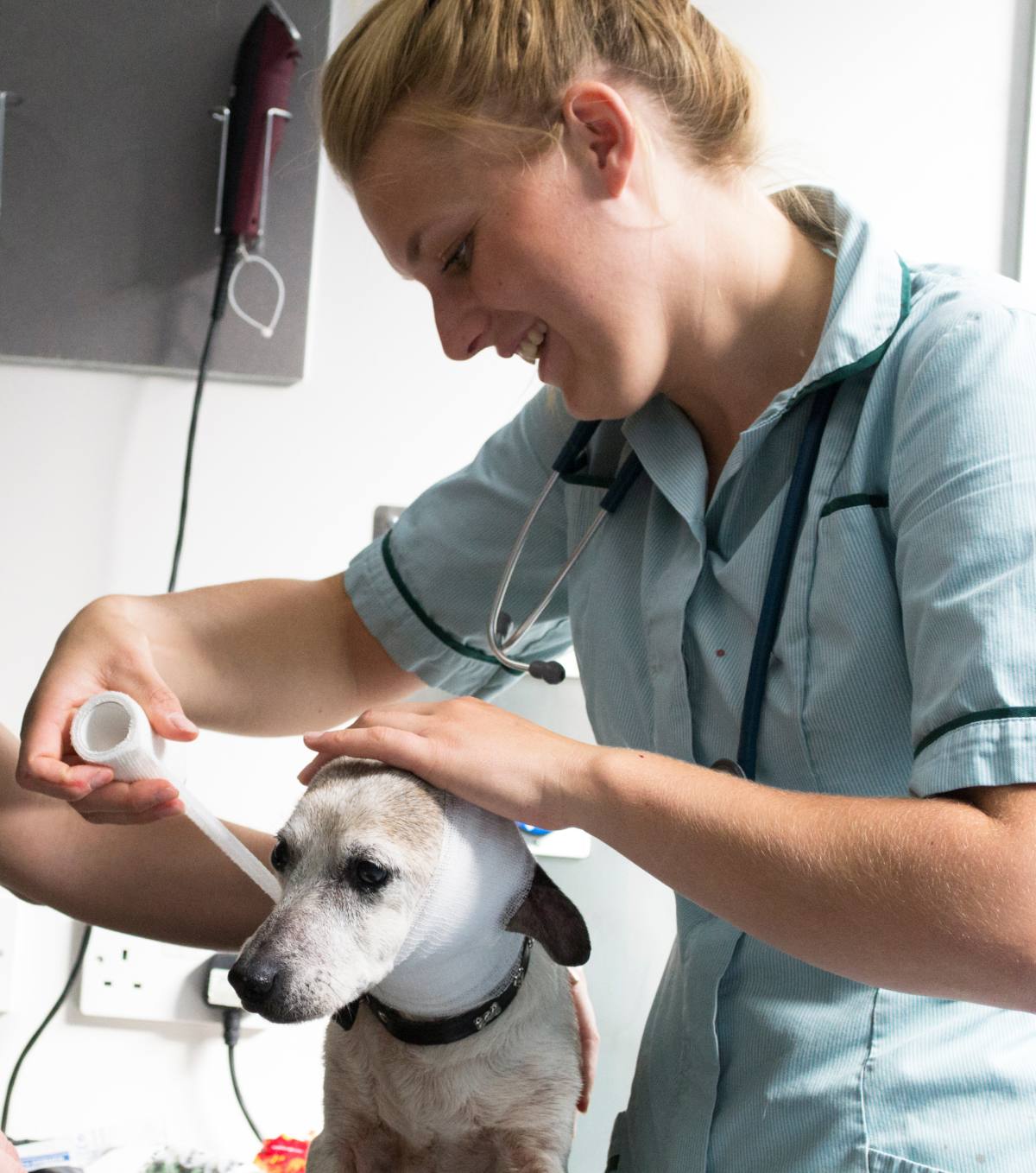 A veterinary nurse bandaging a dog
